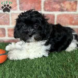 Oreo, Shih-Poo Puppy